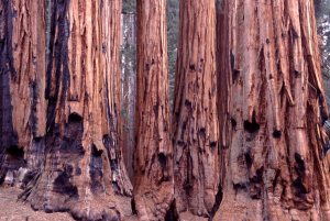 1525 Sequoia